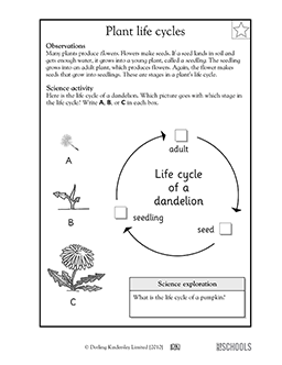 Plant life cycles | 1st grade, 2nd grade, Kindergarten Science
