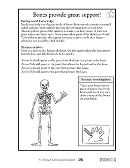 Bones provide great support! | 3rd grade, 4th grade Science Worksheet