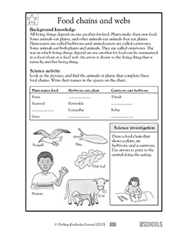 Food chains and webs | 3rd grade, 4th grade Science Worksheet
