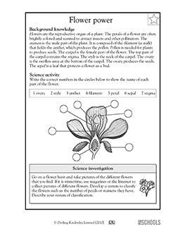 5th grade Science Worksheets: Parts of a flower | GreatSchools carnation floral diagram 